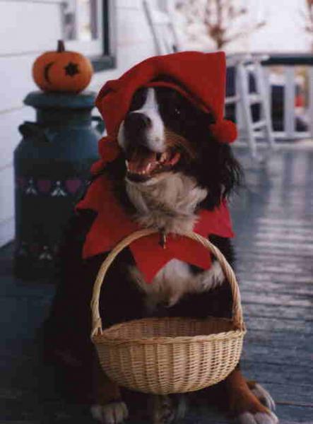 Happy  Halloween !!!
